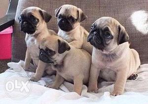 Good Quality Pug Pups Available