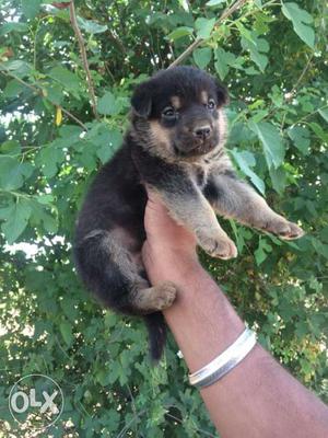 Good quality double coat Gsd puppy booking open