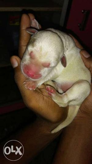 Good quality lab puppy only in /-