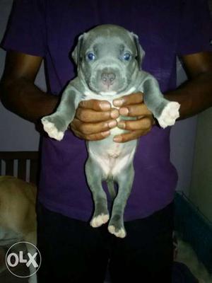 Gray American Pit Bull Terrier Puppy male female
