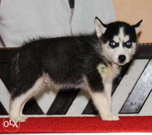 Greenstone Kennel Available Puppy 8 Male 5
