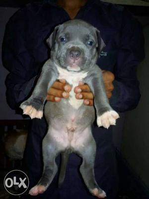 Grey And White American Pit Bull Terrier Puppy