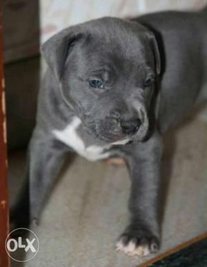 Grey And White American Pit Bull Terrier Puppy
