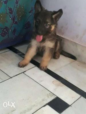Grmn sfrd long coted female pup...28 dys old..