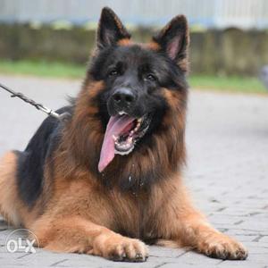 Gsd kci reg. Male available for matting only (NOT