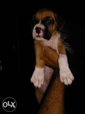 Havy qualities boxer male pappy rady my home