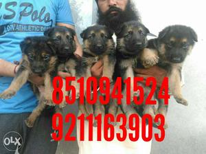 Heavy Born German Shepard Puppy Available