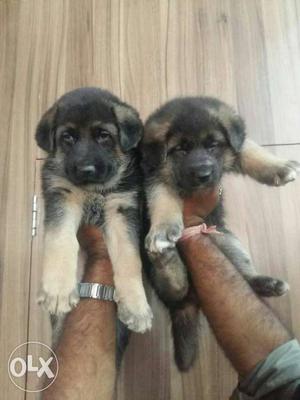 Heavy German Shepherd puppies available