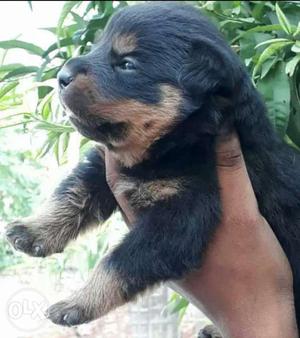 Heavy bond Rottweller puppies available