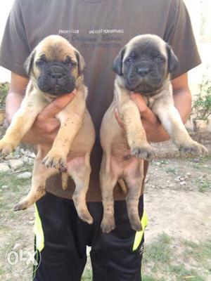 Heavy bull mastiff puppies available for new home