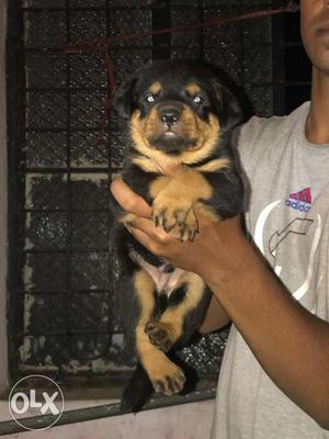 Heavy quality rottwiller for sell 26 days puppy