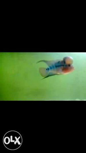 I want sale my monster kok male size:1inch...