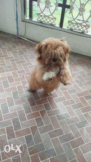 I want to sell my lhasa apso male dog 4 month, healthy