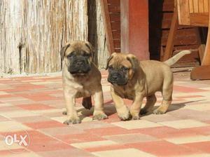 I want to sell my pet bull mastiff puppy