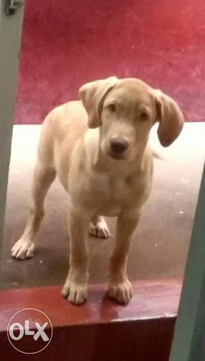 Immediate sale Vacined 3 months male Yellow Labrador