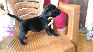 Jet Black Lab puppies available for sale. Male