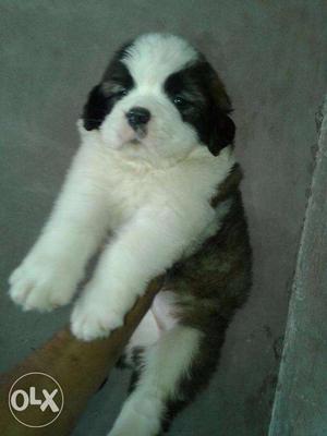==KING KENNEL==st.bernard All breed available aaccording to