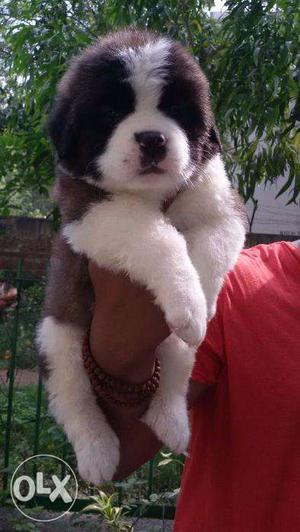 King kennel Black And Tan St Bernard puppy In Cage wit paper