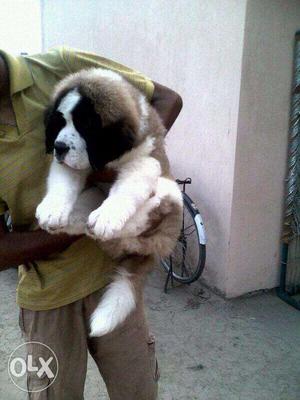 King kennel - i have Top good ST.BERNARD puppies with kci