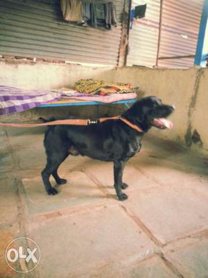 Lab dog on matting.