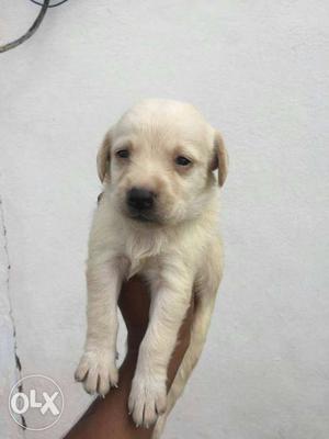 Lab male and female available on good condition