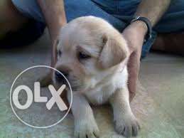 Lab puppy for sale serious buyers required