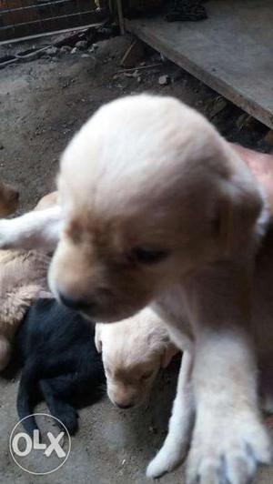 Labra puppis for sale 1male 4 female
