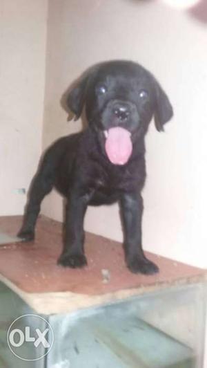 Labrador female available Punch face heavy bone