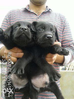 Labrador female & male active puppy please contact