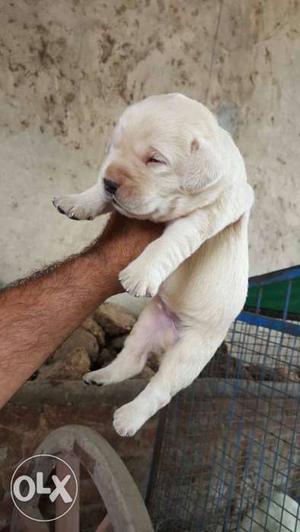 Labrador heavy bone puppies availaible.