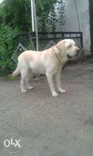 Labrador male 2 years mating and result prof