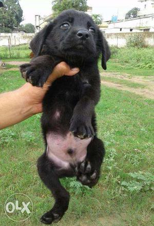 Labrador male/ female available please contact me