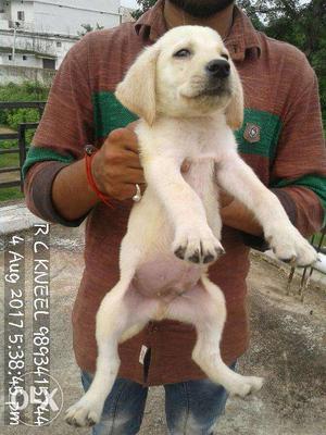 Labrador male female show line puppy