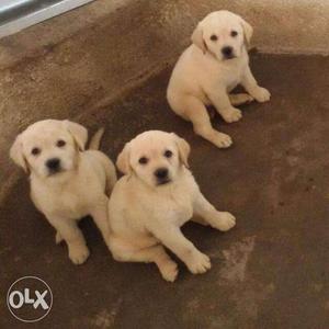 Labrador puppies available in ready stock contact me