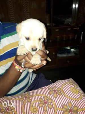 Labrador puppies white and black colours both