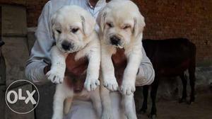 Labrador puppy aviable for sale Only serious
