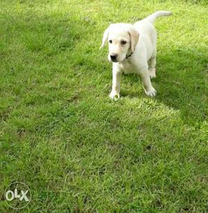 Labrador retriever available female very active pup...
