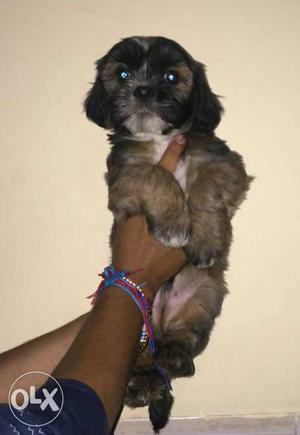 Lhasa Apso Male and female puppies available at