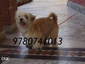 Lhasa Apso White Show quality Pups