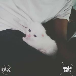 Long Coated White Kitten