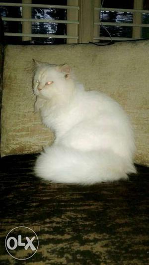 Long Coated White Persian Cat