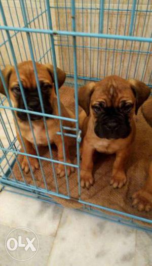 Lovely bull mastiff puppy available best breed