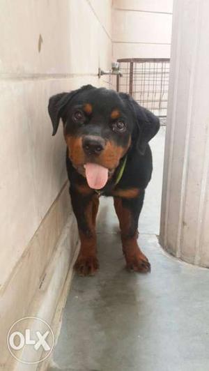 Mahogany Rottweiler Puppy