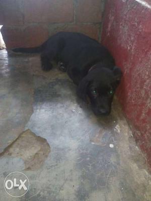 Male Labrador 2months old pure breed