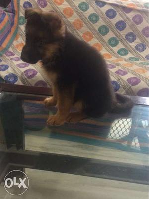 Male german he is 40 days old pure breed, its his