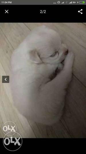 Medium-coated White Puppy Screenshot