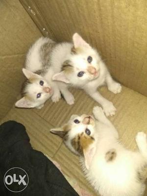 Month old kittens for sale at gms road