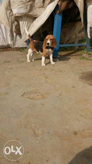 Near to heat beagle female for sale 15 month good