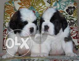 Newdeals Saint Bernad male best and heavy quality only 