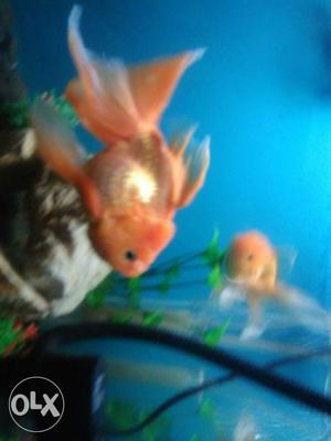 One pair of lion head gold fish